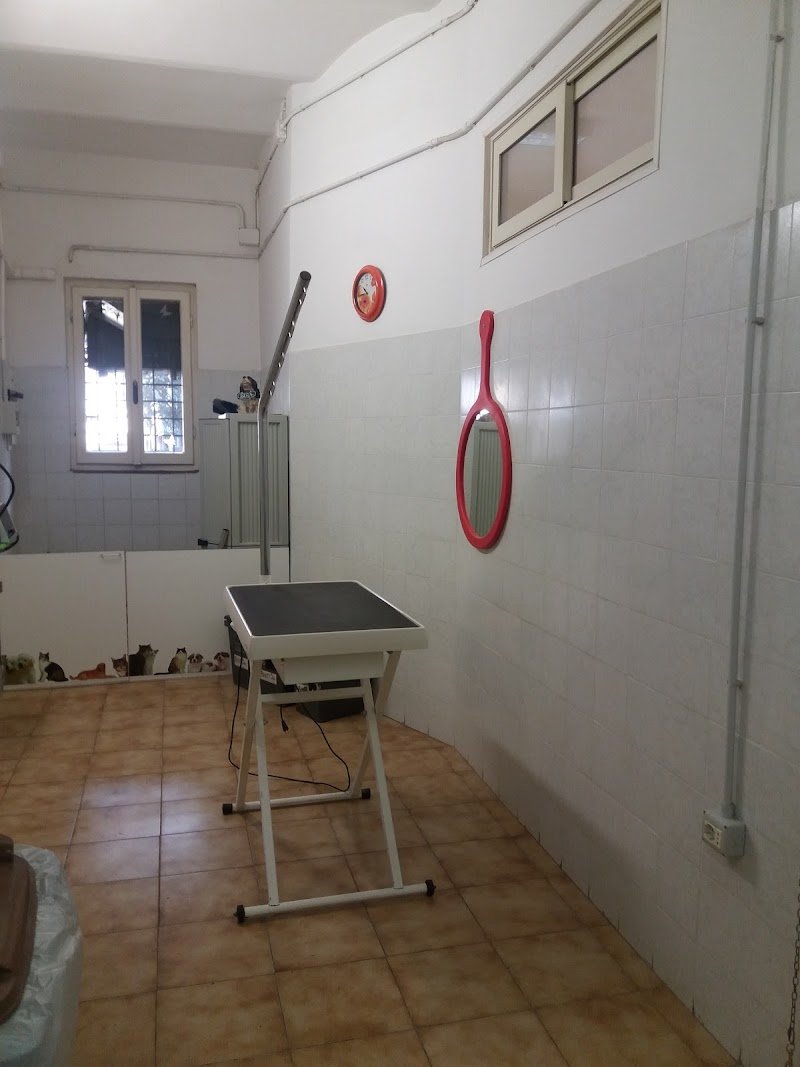 Beauty Dog Di Tabarrini Patrizia - Foto 3