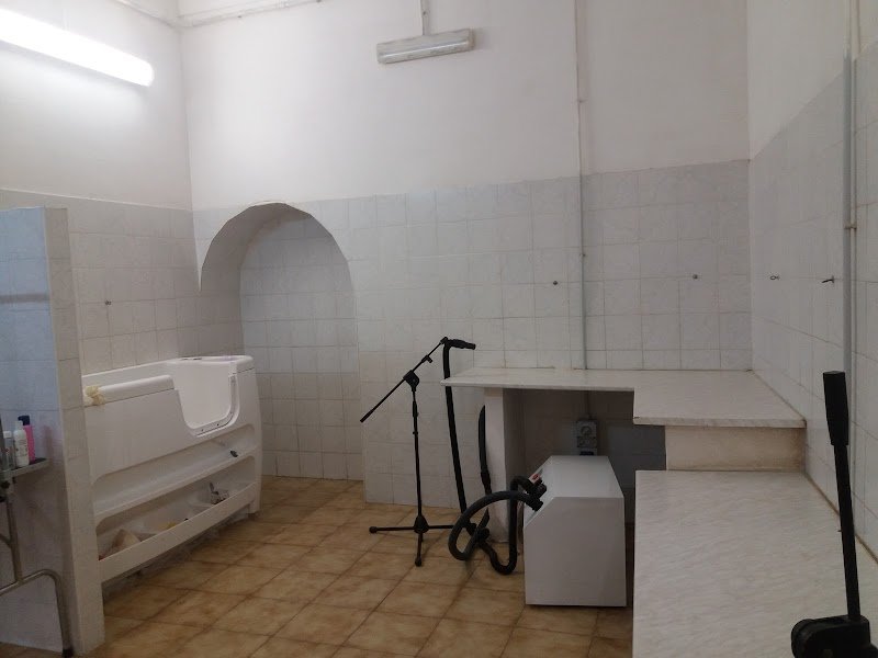 Beauty Dog Di Tabarrini Patrizia - Foto 4