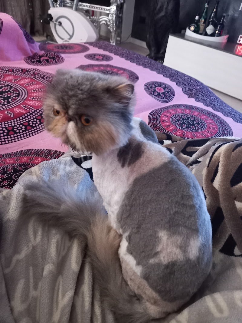 Beauty Dog - Toelettatura Professionale Di De Fanti Alessandra - Foto 1