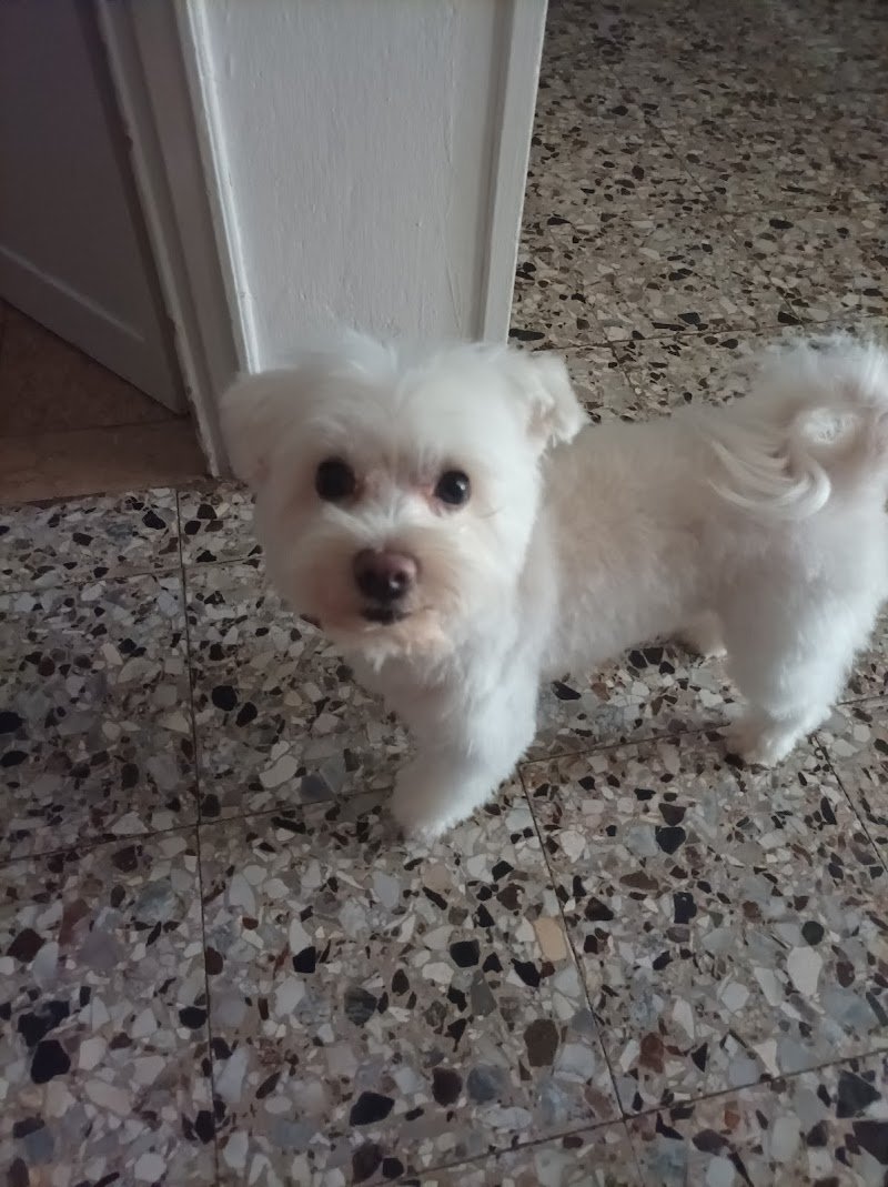 Beauty Dog - Toelettatura Professionale Di De Fanti Alessandra - Foto 2