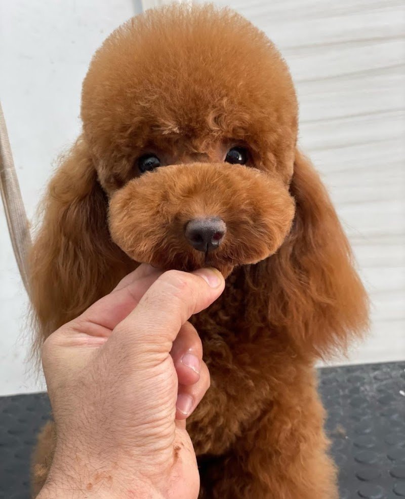 Beauty dog’s - Foto 1