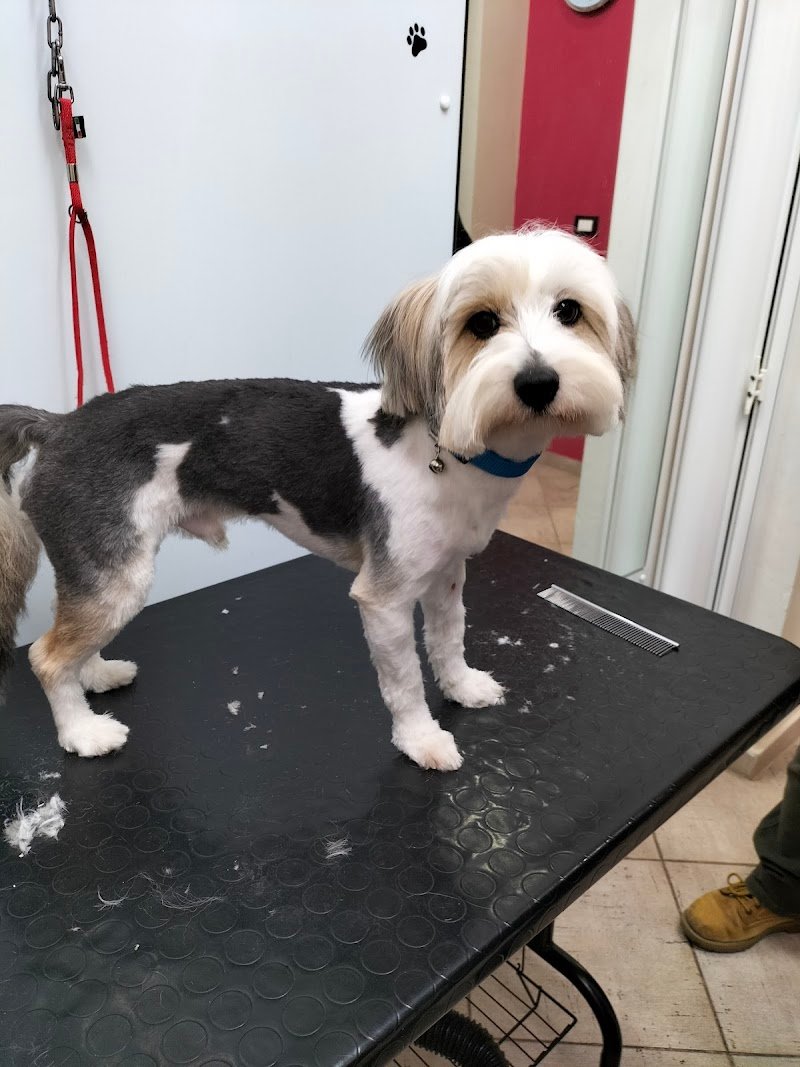 Beauty dog’s - Foto 3