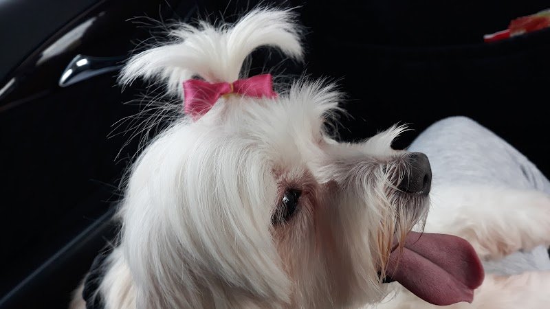 Beauty dog’s - Foto 4