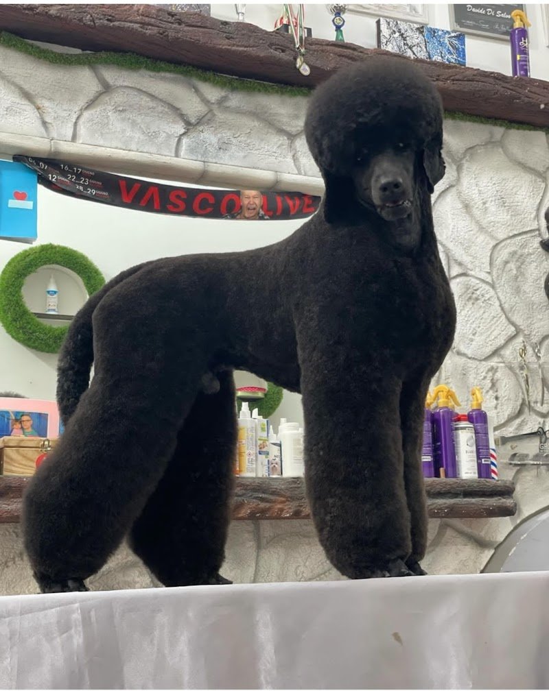 Beauty dog’s - Foto 5