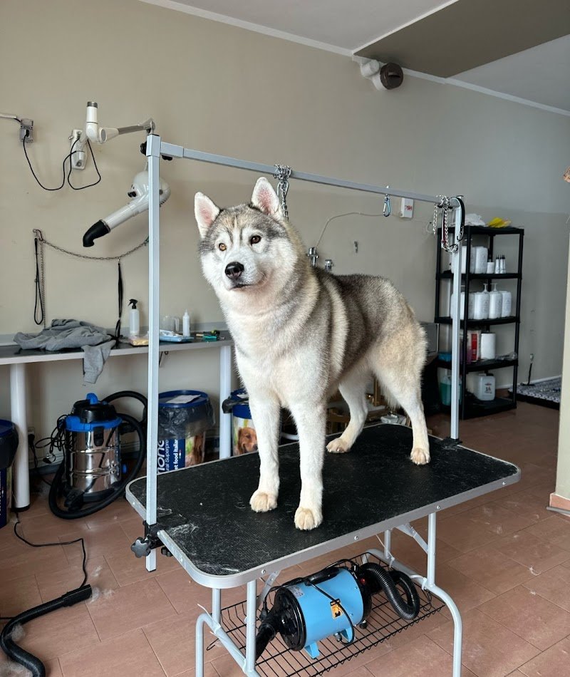 Beauty Pet grooming and SPA - Foto 1