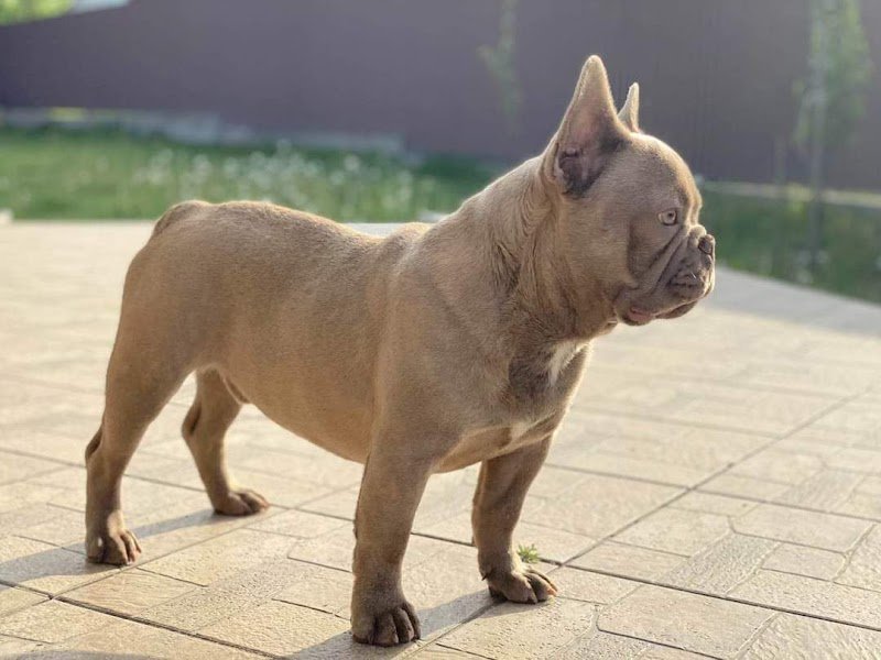 Beauty Pet grooming and SPA - Foto 3