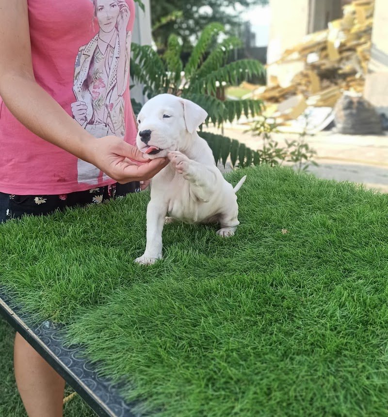 Beauty Pet grooming and SPA - Foto 4