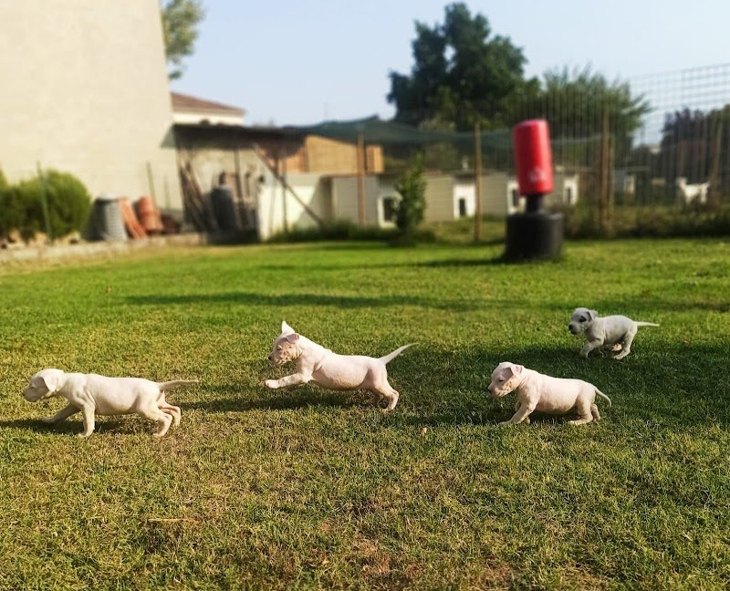 Beauty Pet grooming and SPA - Foto 5