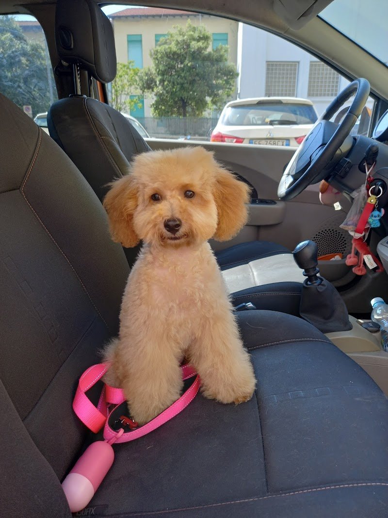 Beauty Pet S.a.s. - Foto 6