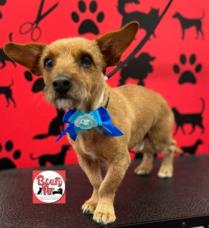 Beauty Pet Toelettatura per Cani & Gatti - Foto 2