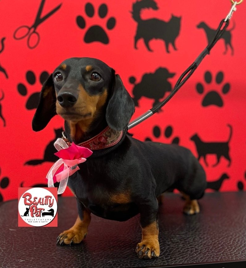 Beauty Pet Toelettatura per Cani & Gatti - Foto 4