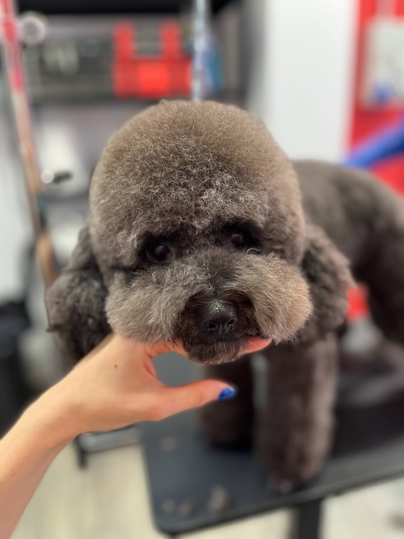 Beauty Pet Toelettatura per Cani & Gatti - Foto 5