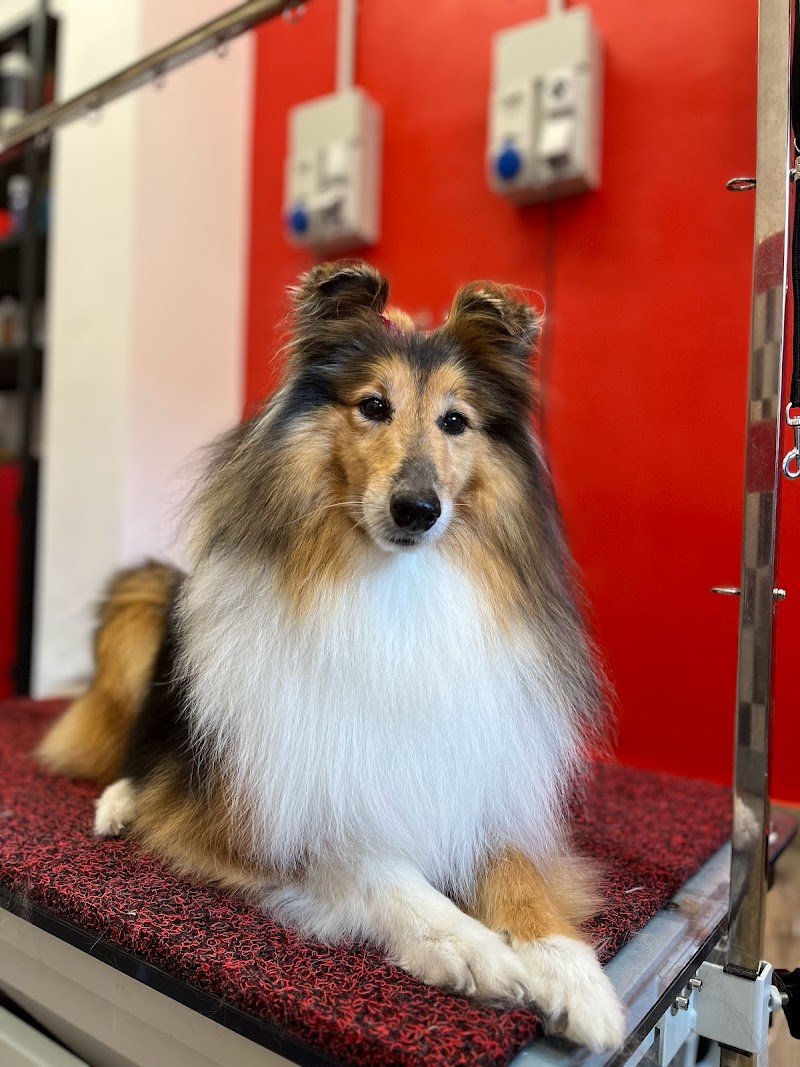 Beauty Pet Toelettatura per Cani & Gatti - Foto 6