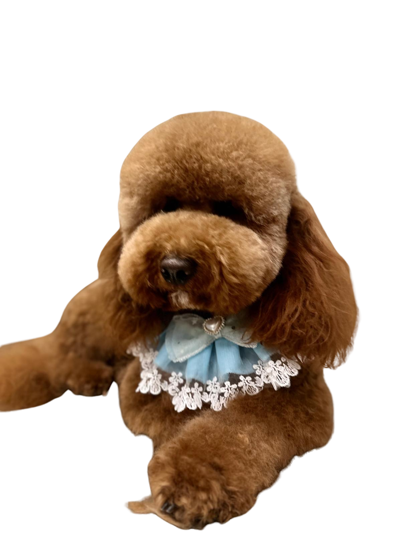 Beauty Pets - Foto 1