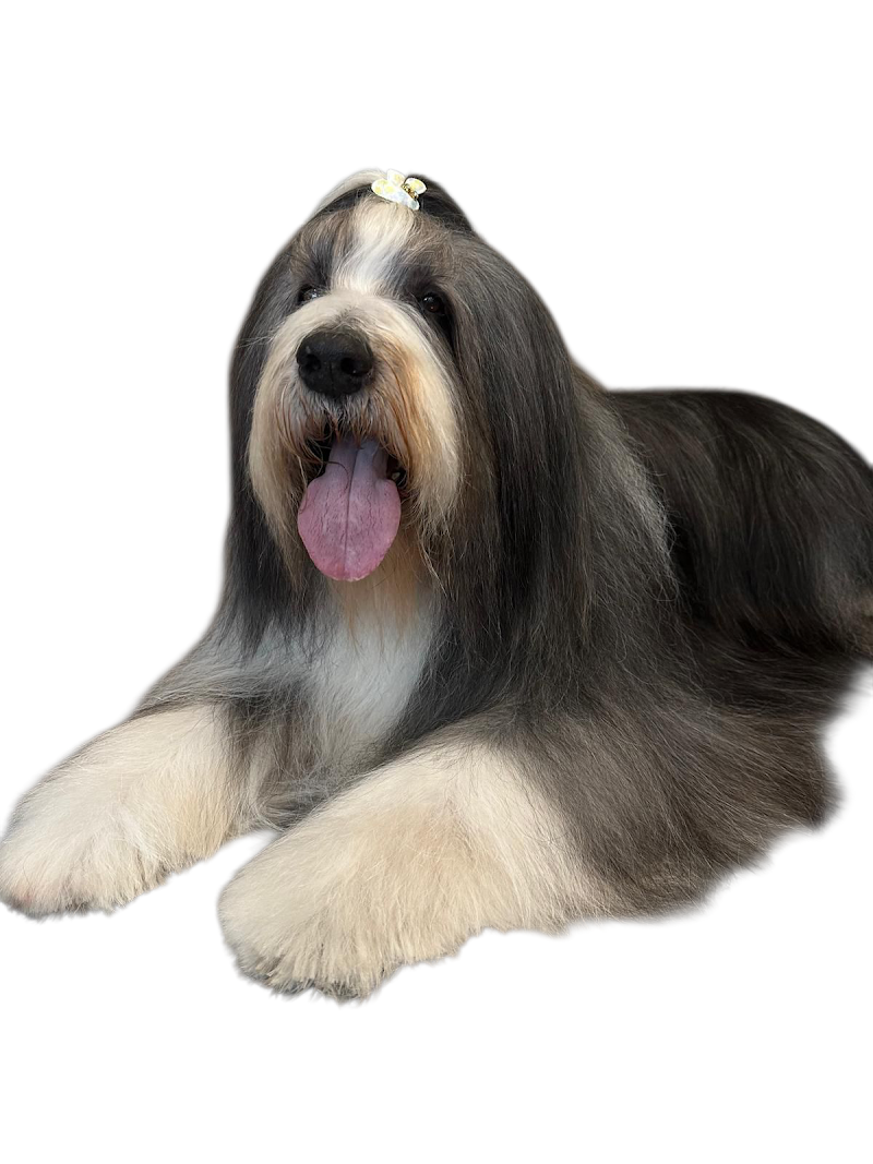 Beauty Pets - Foto 2