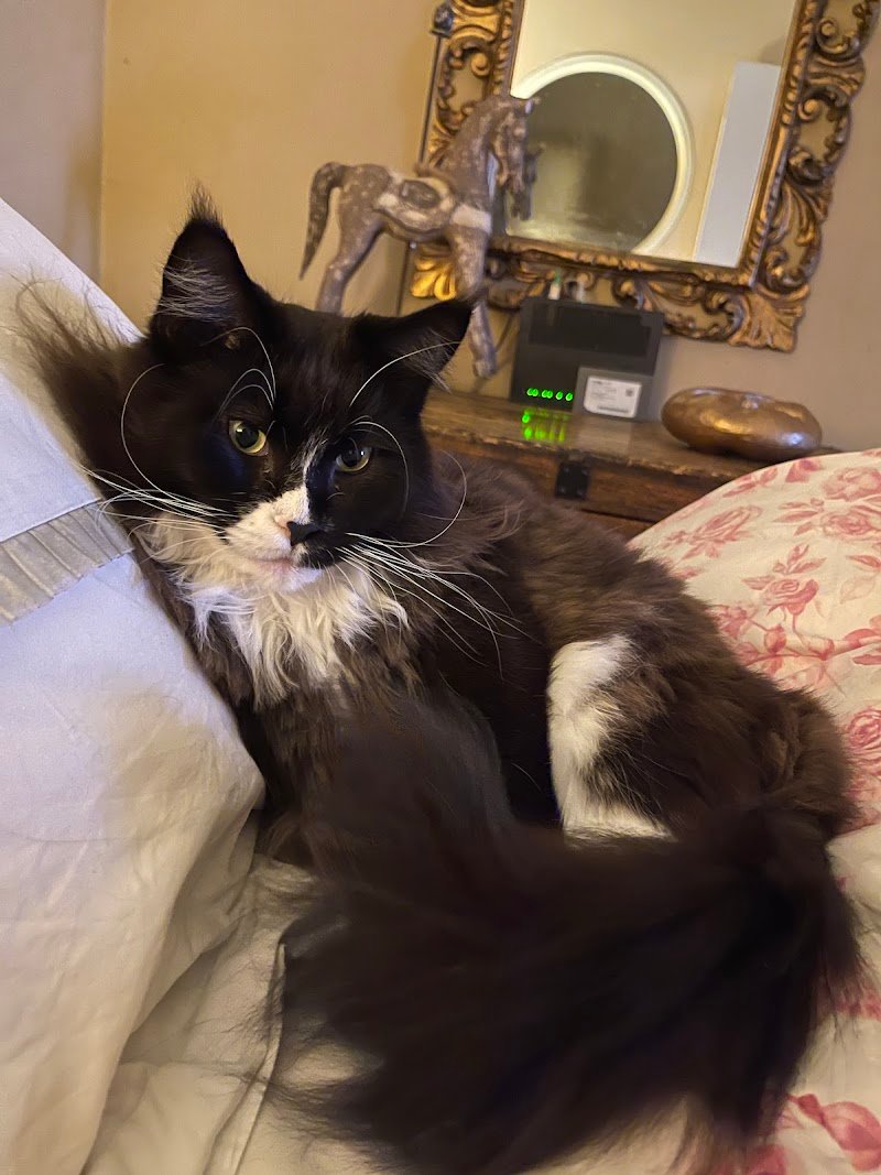 Beauty Pets - Foto 4