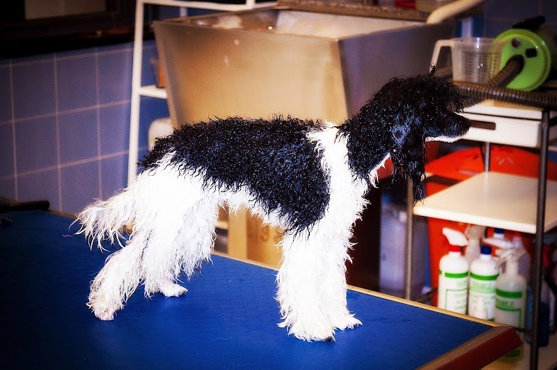 Beauty Pets - Zona Carmine - Foto 2