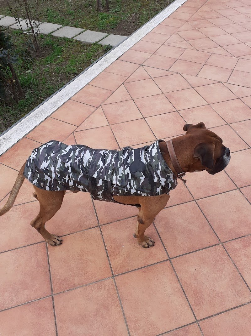 Beauty Pets - Zona Carmine - Foto 3