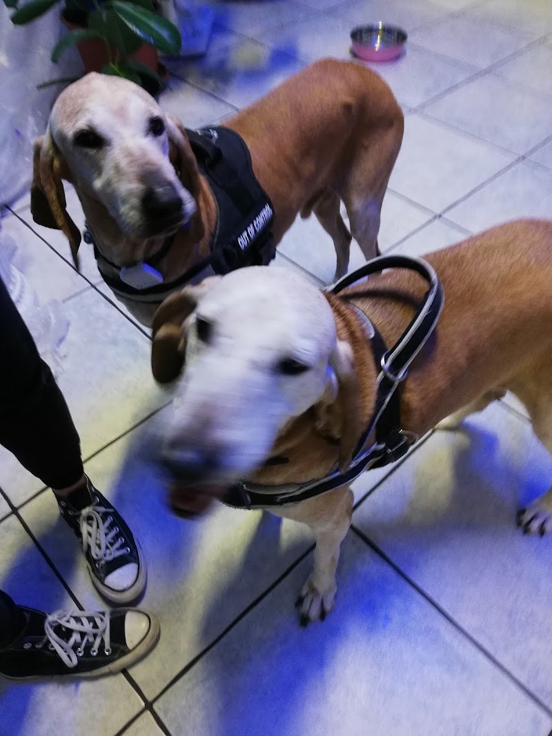 Beauty & Spettina Cane - Foto 6