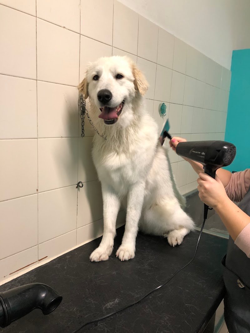 Beauty Star Dog Toelettatura - Foto 2
