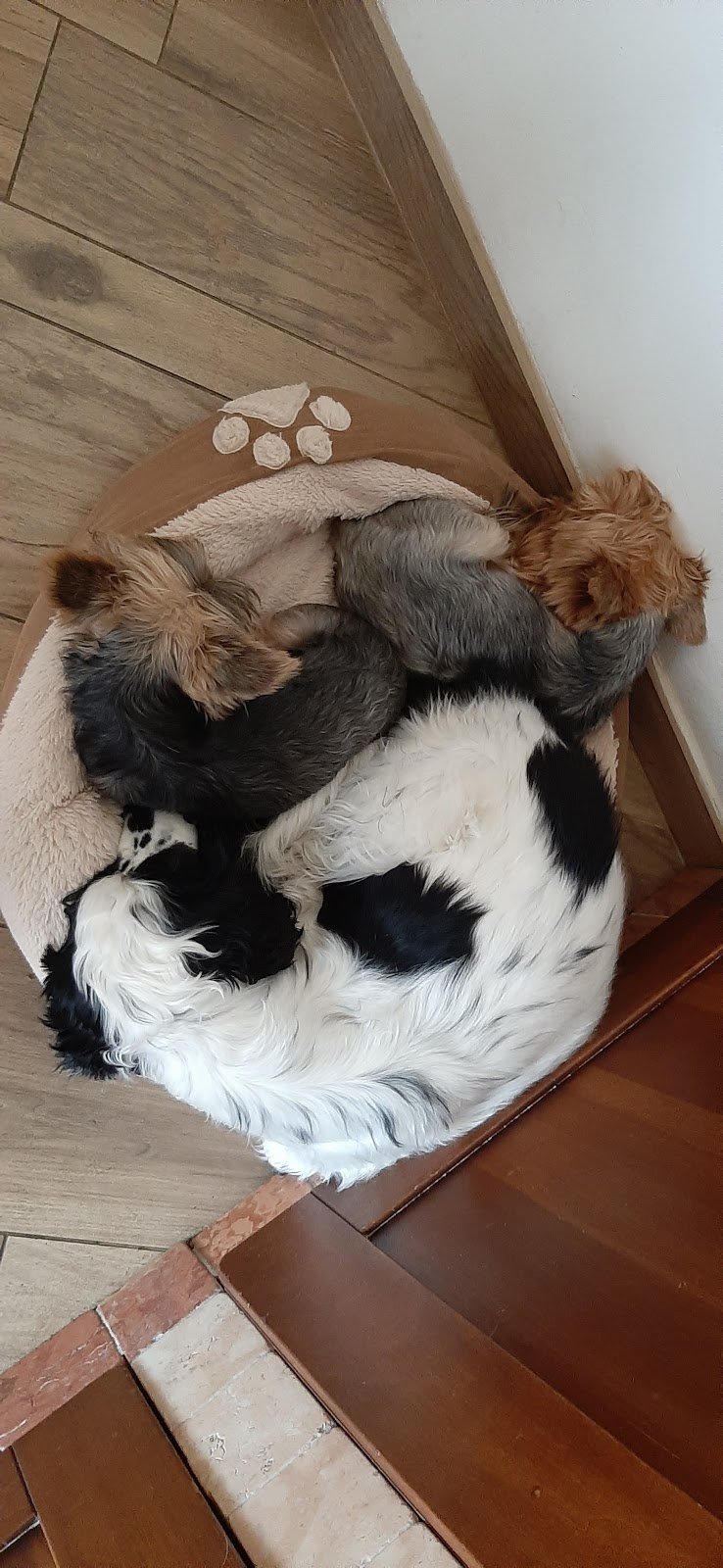 Beauty Star Dog Toelettatura - Foto 5