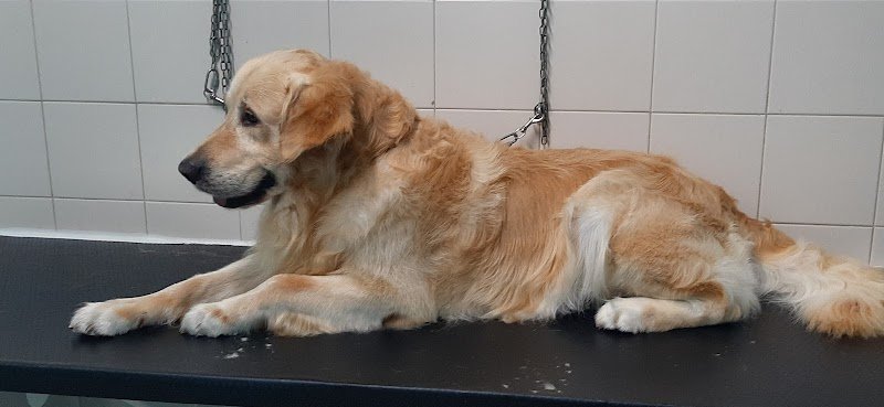 Beauty Star Dog Toelettatura - Foto 6