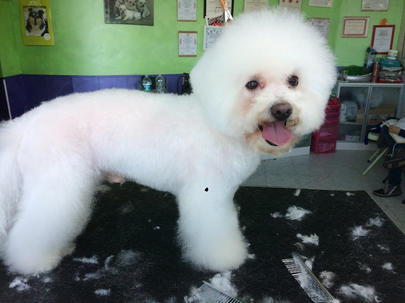 Beautyfarm a 4 Zampe di Di Bartolomei Milena - Foto 2