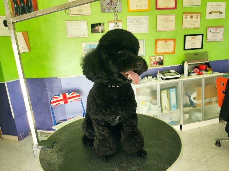 Beautyfarm a 4 Zampe di Di Bartolomei Milena - Foto 3