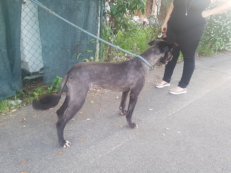 Beautyfarm a 4 Zampe di Di Bartolomei Milena - Foto 5