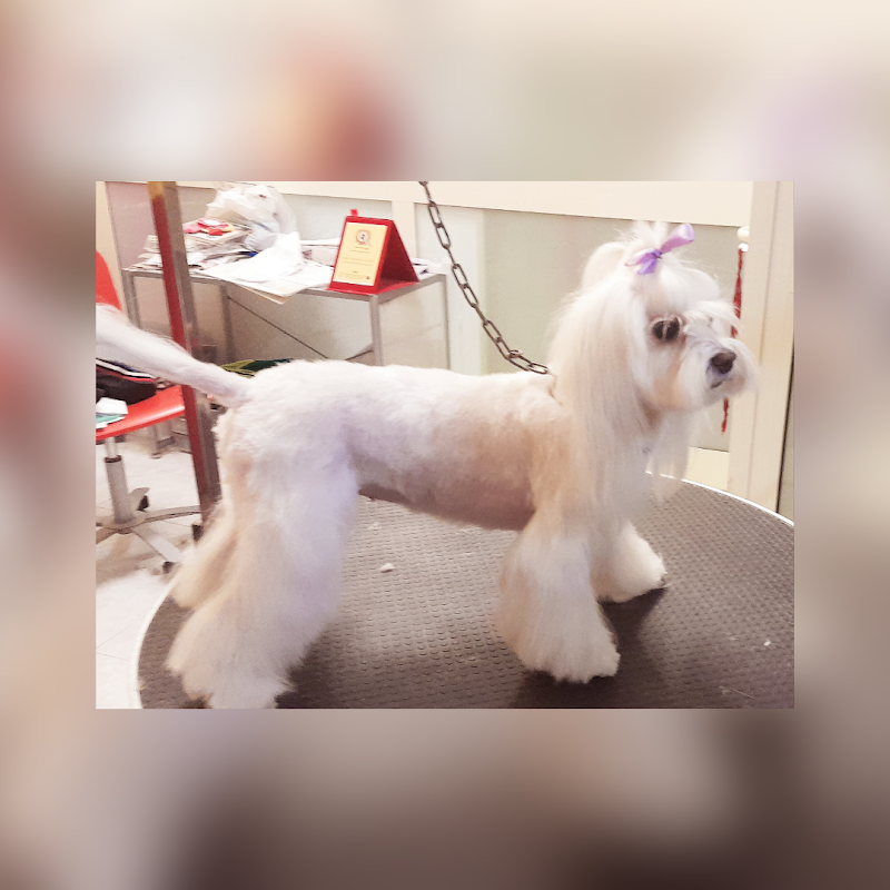 Beautyfarm a 4 Zampe di Di Bartolomei Milena - Foto 6