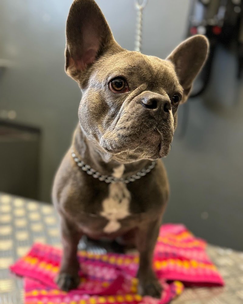 Bekas Toelettatura Sesto San Giovanni - Foto 3