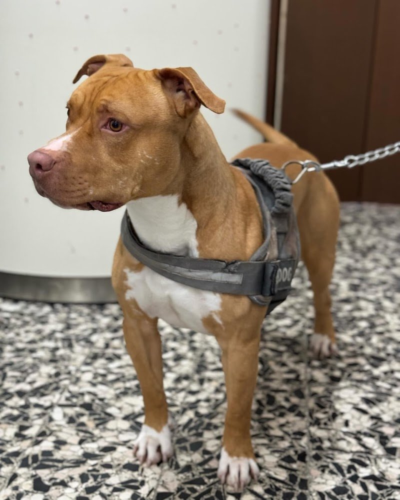 Bekas Toelettatura Sesto San Giovanni - Foto 4