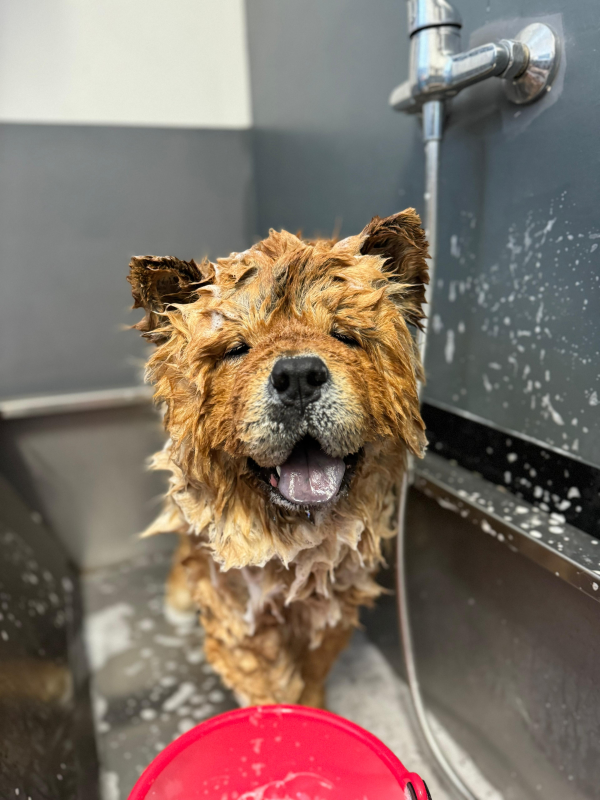 Bekas Toelettatura Sesto San Giovanni - Foto 5