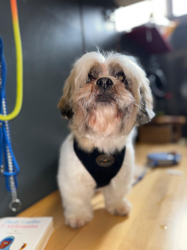 Bekas Toelettatura Sesto San Giovanni - Foto 6