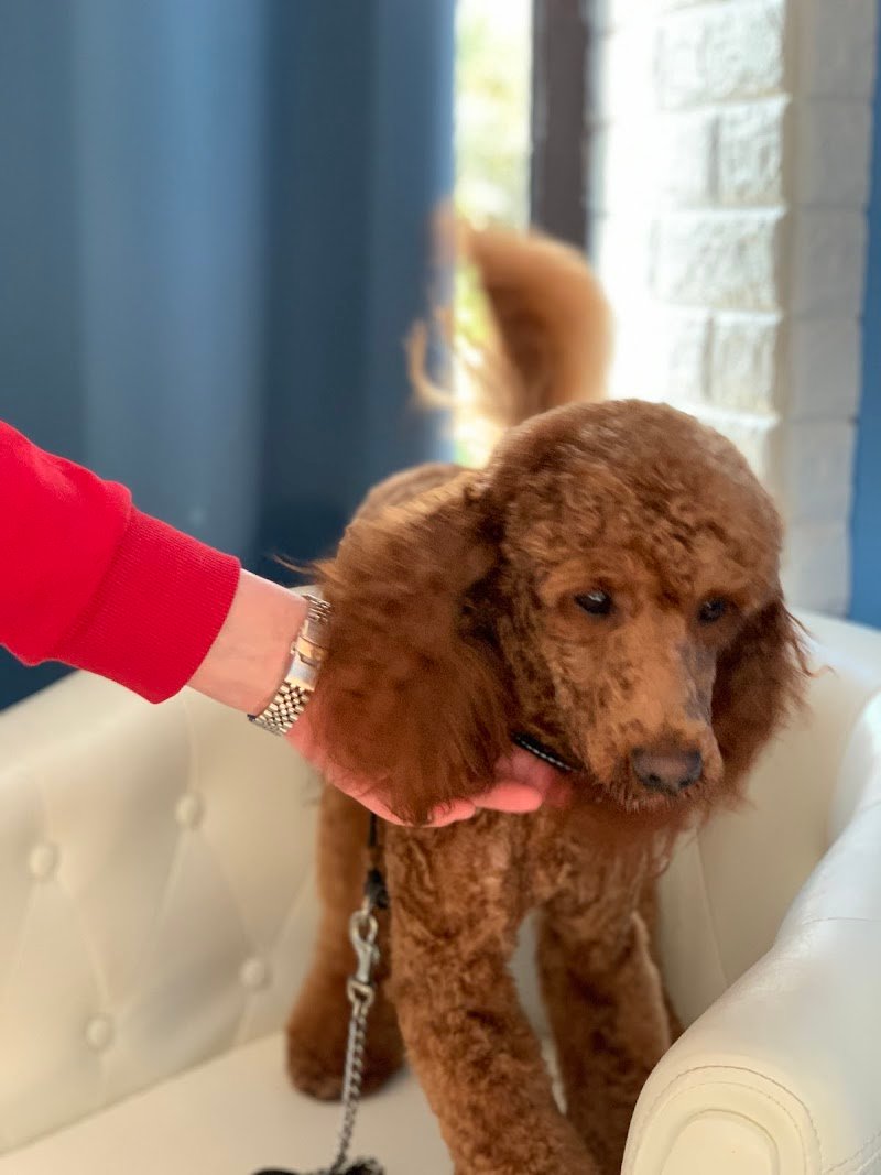 Bel Fido Toelettatura - Foto 1