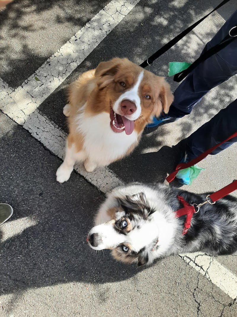 Bel Fido Toelettatura - Foto 2