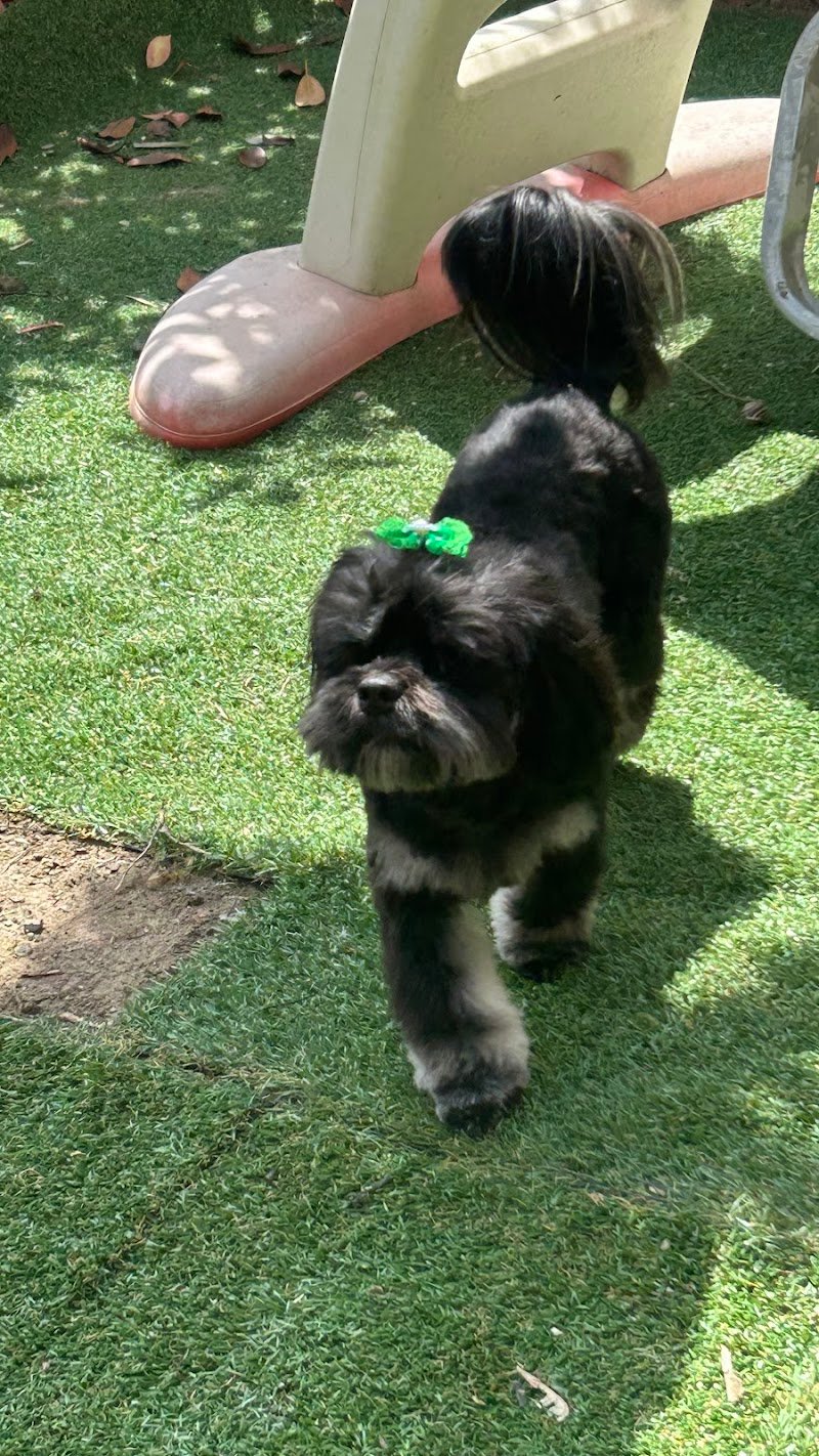 Bel Fido Toelettatura - Foto 3