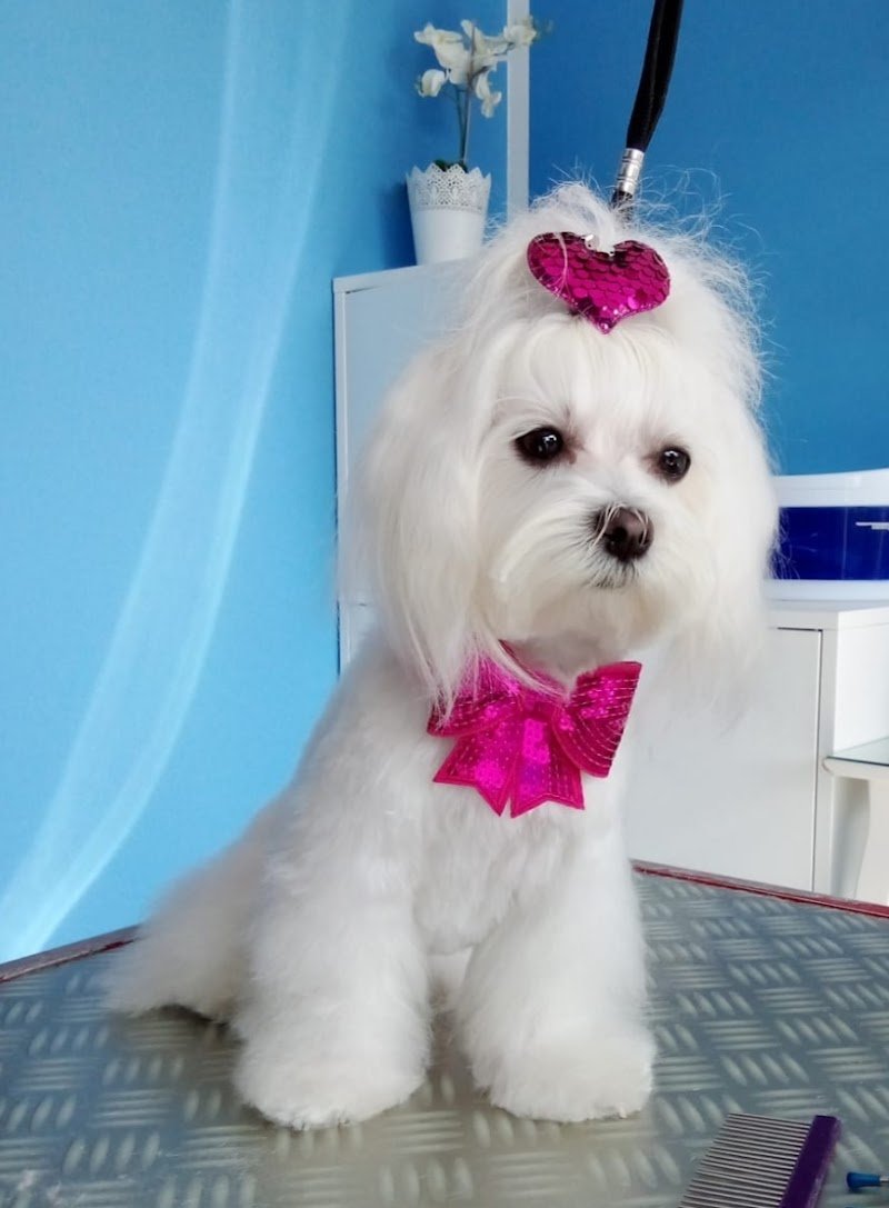 Bel Fido Toelettatura - Foto 4