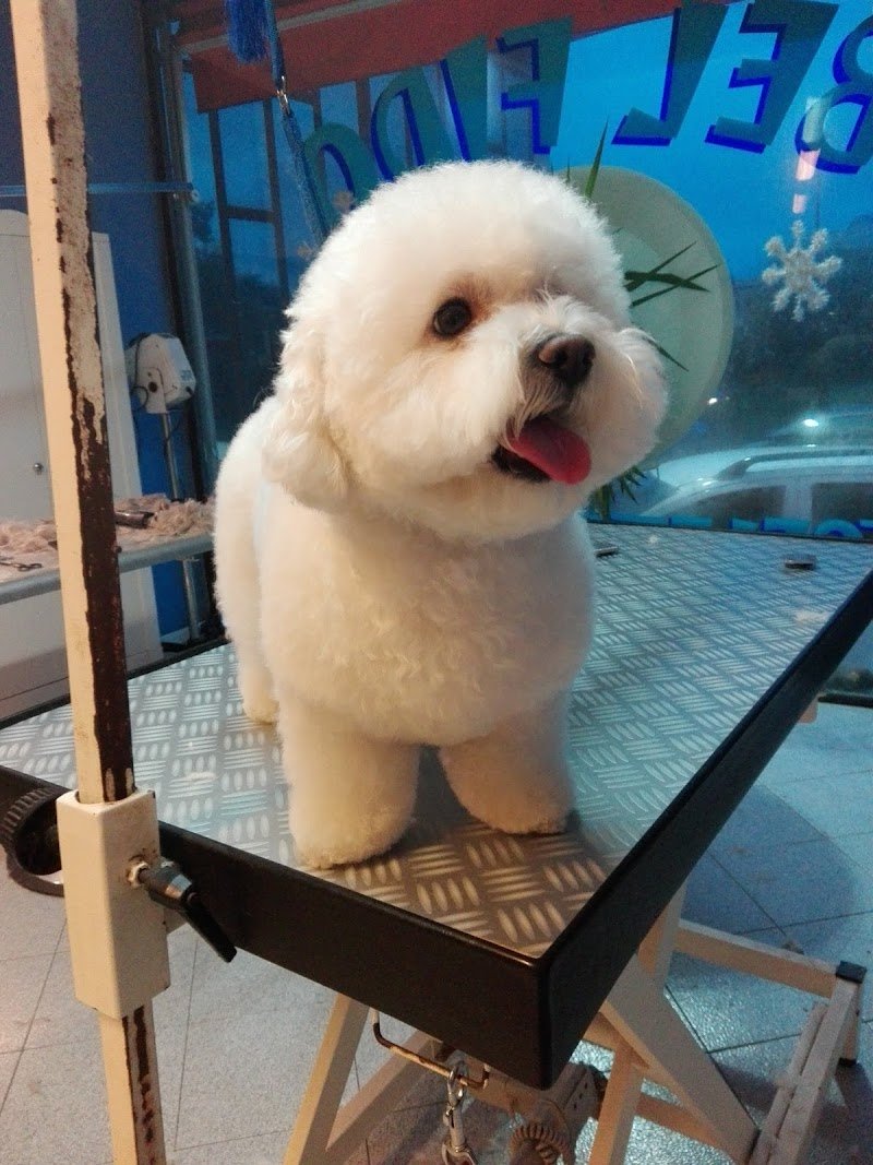 Bel Fido Toelettatura - Foto 5