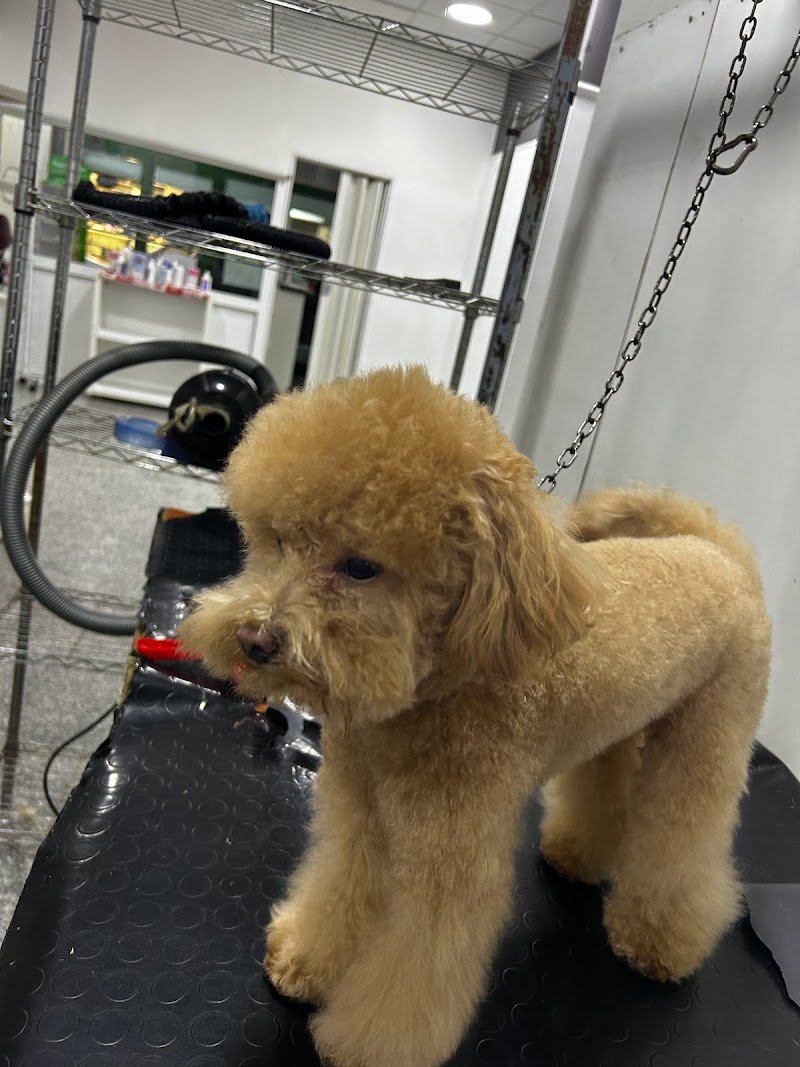 Bellezze A 4 Zampe Toelettatura Per Cani - Foto 1