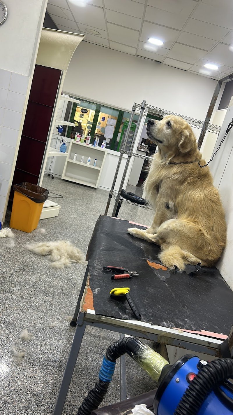 Bellezze A 4 Zampe Toelettatura Per Cani - Foto 2