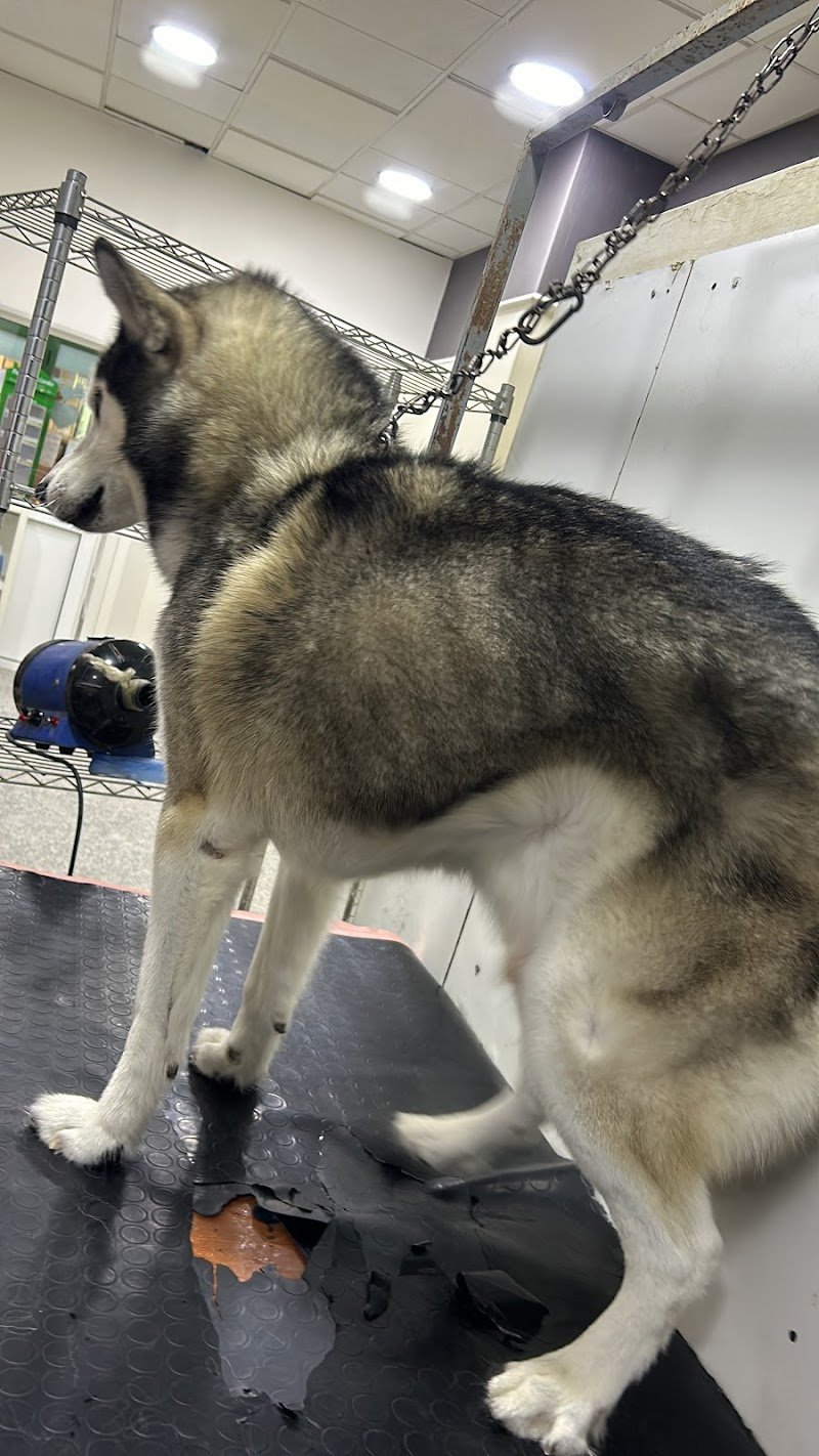 Bellezze A 4 Zampe Toelettatura Per Cani - Foto 4