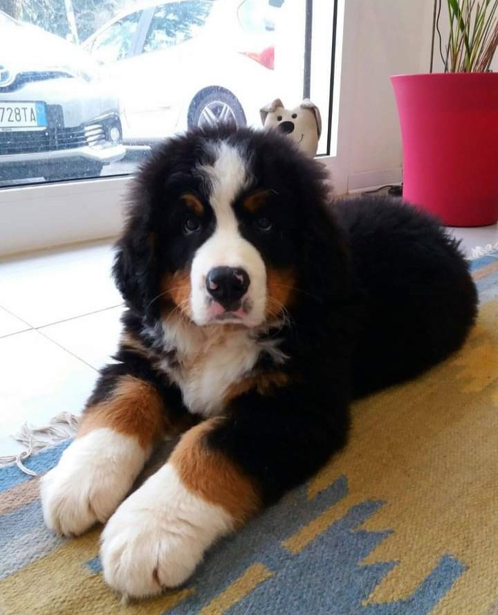 Bellezze al bagno - Foto 5