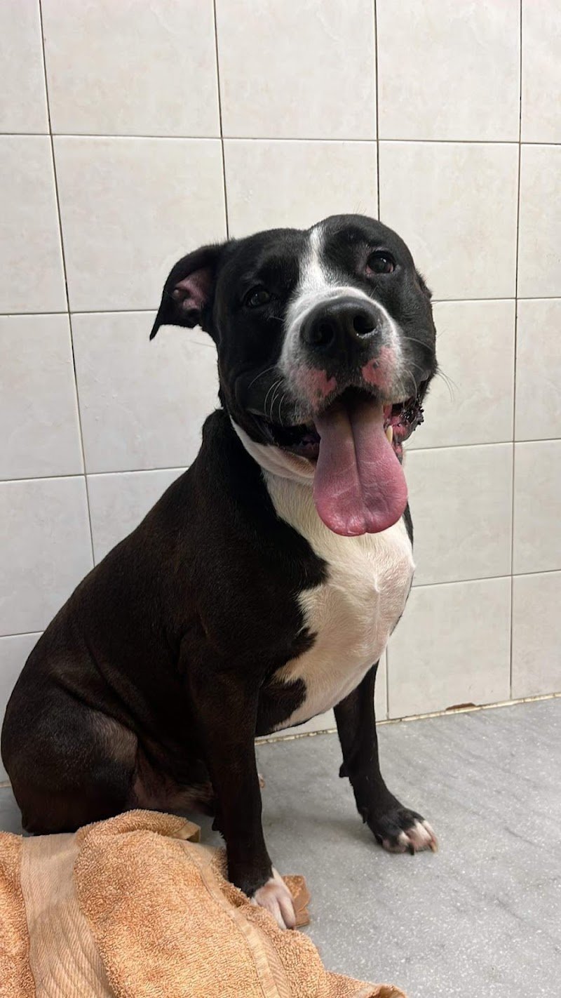 Belli Bellissimi I Vostri Cani E Gatti Di Sanzo M. - Foto 3