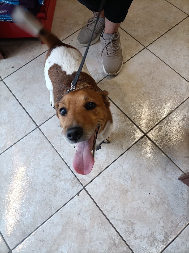 Belli Bellissimi I Vostri Cani E Gatti Di Sanzo M. - Foto 4