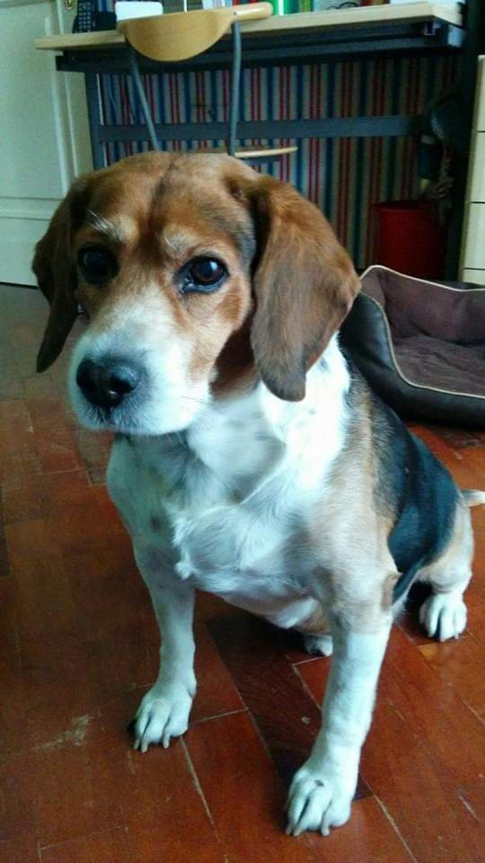 Belli Bellissimi I Vostri Cani E Gatti Di Sanzo M. - Foto 5