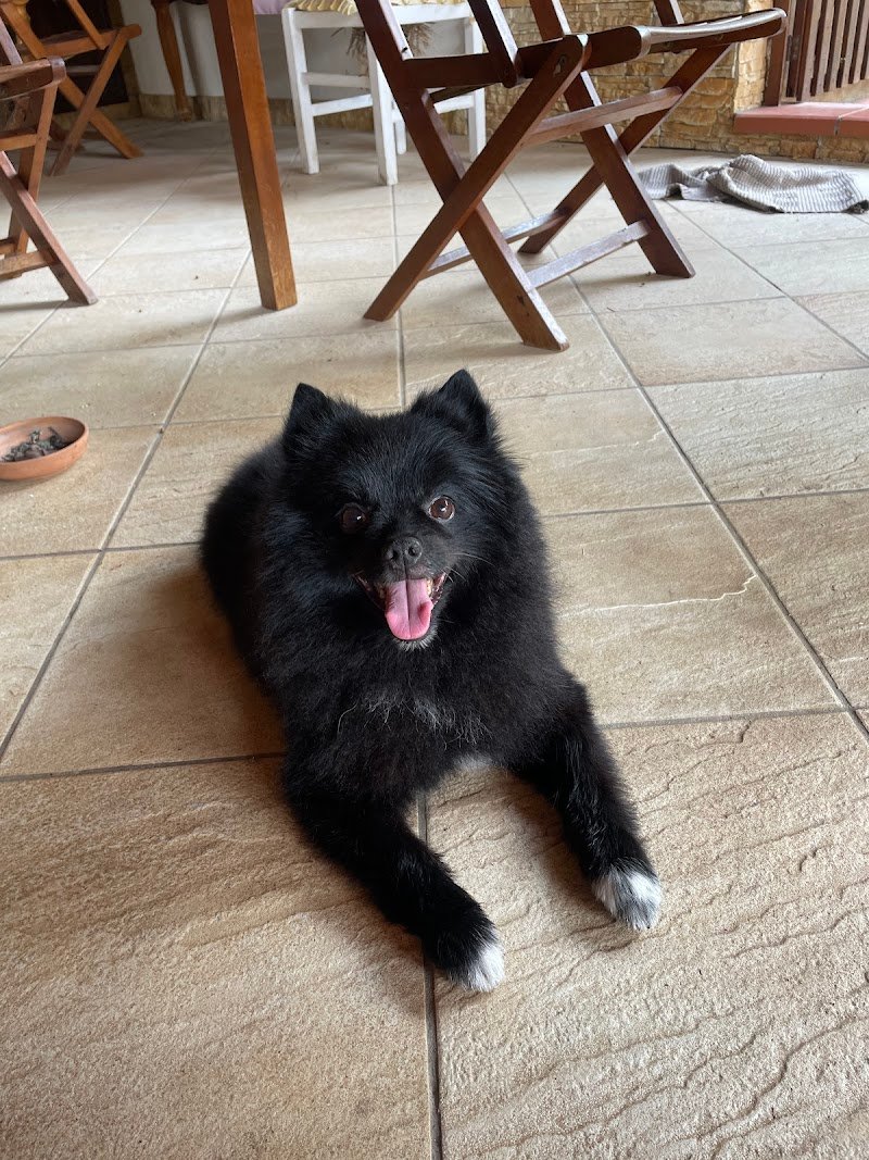 Belli Bellissimi I Vostri Cani E Gatti Di Sanzo M. - Foto 6