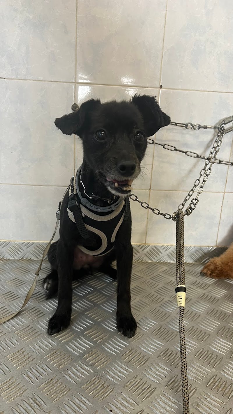 Belli e Pelosi - Foto 2