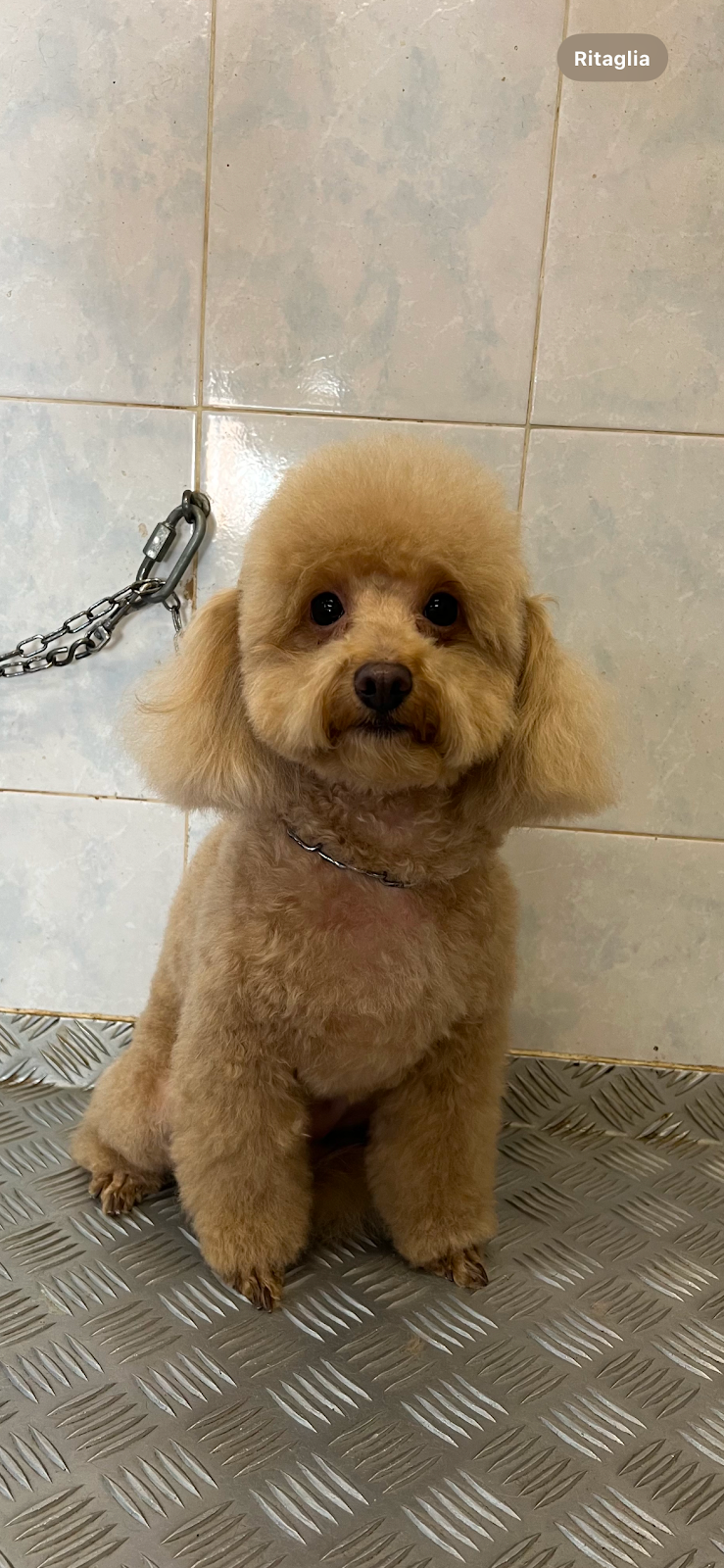 Belli e Pelosi - Foto 3