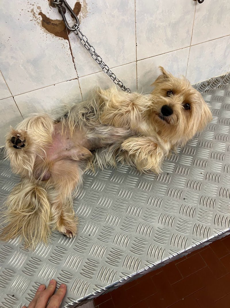 Belli e Pelosi - Foto 4